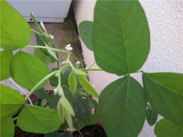 大豆さんのお花