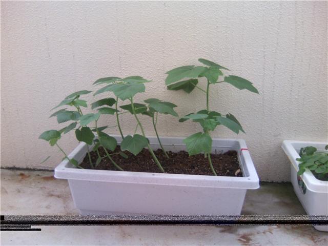 我が家の菜園のその後、、、