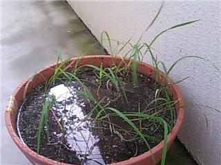 梅雨明けの梅雨?