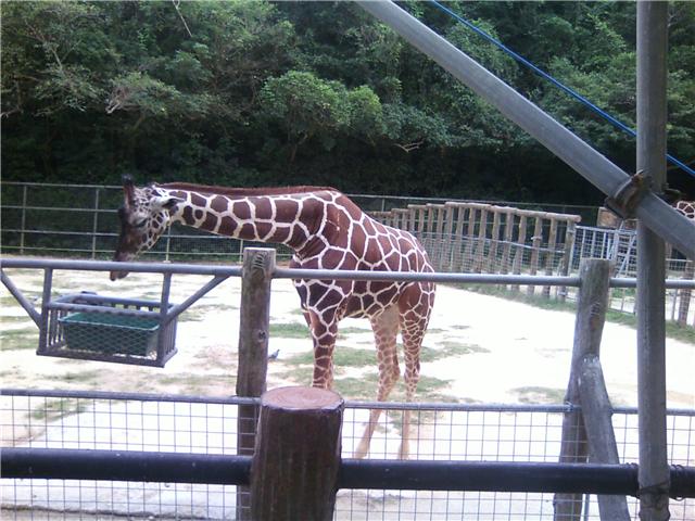 親子遠足で、こどもの国へ