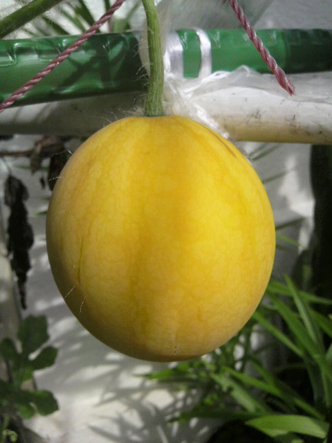 家庭菜園
