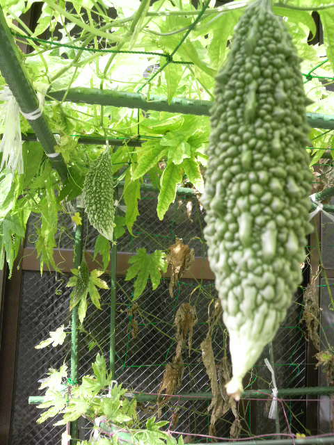 家庭菜園