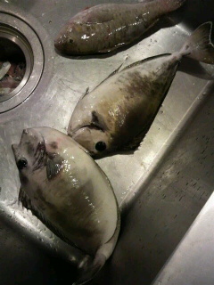 釣りへ…