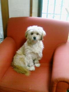 探し犬