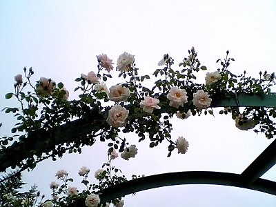 浜名湖花博モネの庭。バラのアーチ