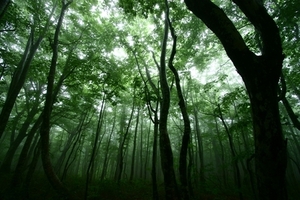 『雨の森』