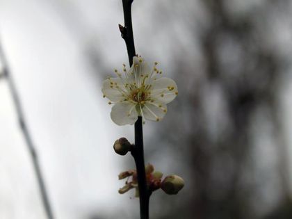 ohshittai-ume.jpg
