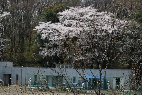 甲子園。