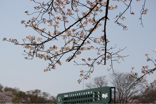 甲子園。