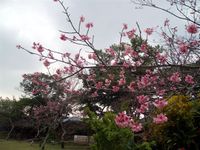 沖縄三大桜祭り・・・今年は1月末頃が見頃!!