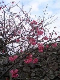 沖縄三大桜祭り・・・今年は1月末頃が見頃!!