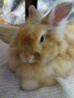 我が家の超かわいいうさです。