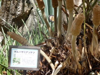 おにわいちのもうひとつの楽しみ方