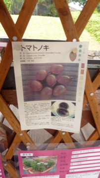 トマトノキノトマト