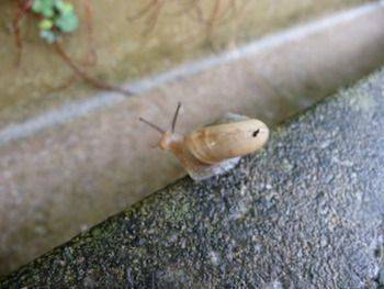雨の日の新しい楽しみ!