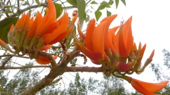 気がついたらマメ花見の季節です、マメ界のスター続々開花!!