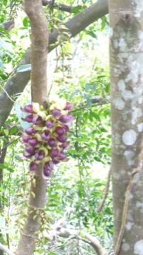 気がついたらマメ花見の季節です、マメ界のスター続々開花!!