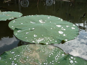 今週の東南植物楽園