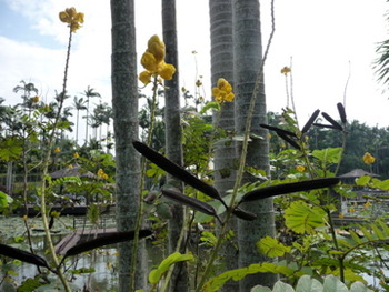 今週の東南植物楽園