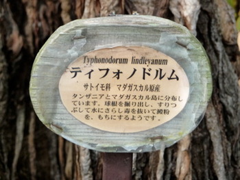 今週の東南植物楽園