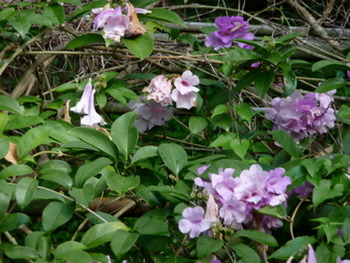 今週の東南植物楽園