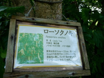 今週の東南植物楽園