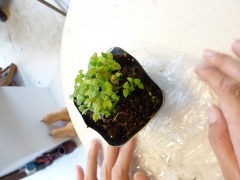 エバーフレッシュ急成長中の店内にearthgreenさん来店