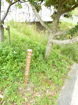 キジムナ〜に会える市? ひんぷんガジュマルのお隣で開催中!