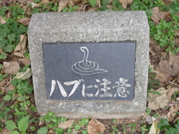 ハブに注意!デラックス! 明日はお休みです。