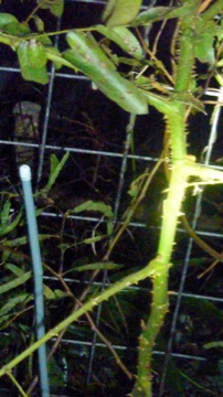 モダマって粉ふいているけど虫食いではないですよのお店で聞く