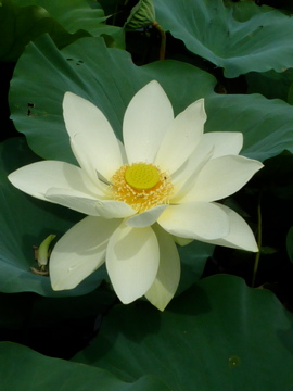 東南植物楽園が大変! でも、ハス祭り最高!