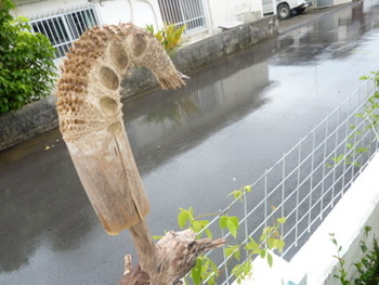 天気は不安定ですが、最近はそれも楽しく感じられます!