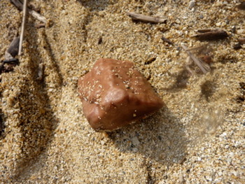 かわいい漂流物が沢山流れていましたが、ぬいぐるみはちょっと。