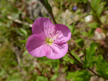 必見!マメ好きの花見!イルカンダの花開花しました!最高!!