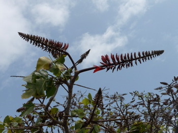 デイゴの花が少し赤くなりました!沖縄の県花なんです。