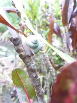残念なお知らせ東南植物楽園休園 これからだったのに・・・。