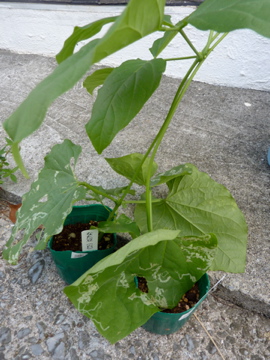 大湾豆植物楽園に食べられる種子を導入