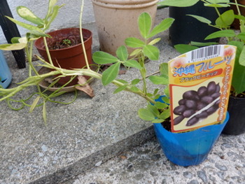 大湾豆植物楽園に食べられる種子を導入