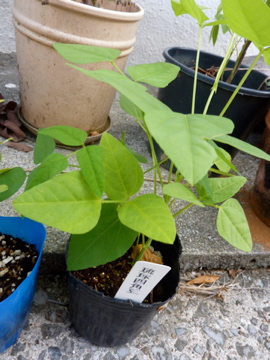 大湾豆植物楽園に食べられる種子を導入
