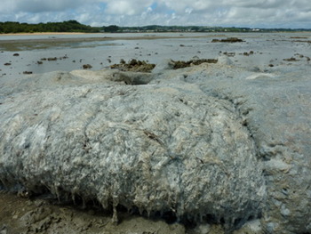 続、未確認生物UMA今度はN子も触れました!ぐにゅ〜