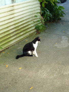 ねこの冒険にいって来ました! よかったですね。