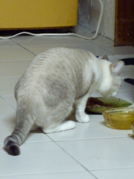 ねこの冒険にいって来ました! よかったですね。