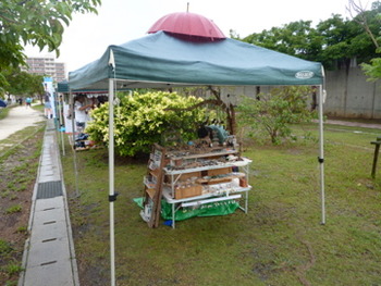 ちいさい虹のモダマをぽっぽ市にちいさい虹と一緒に!