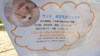 タマリンドアップ わにでこ市♪ のぞいてみてごらん