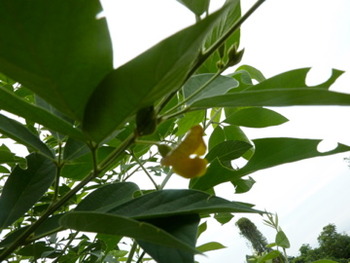 食べられるマメ キマメ開花しましたどんどん大きくなります