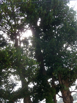 最後の写真撮影 ふくのきまつりパラダイスでした!