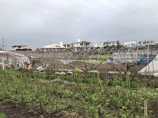 地域支援型農業CSAの仕組みを沖縄中に広めたい！