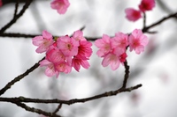 八重岳の桜開花状況