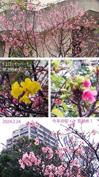 お名残り惜しい～桜の季節2024