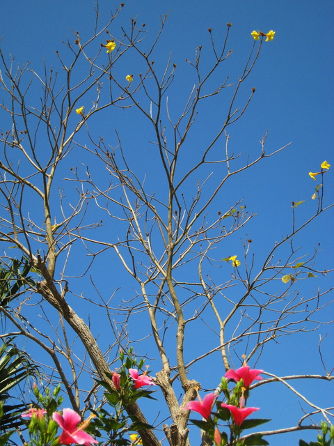 花が咲き始めたいぺーの木に初めてみる野鳥。